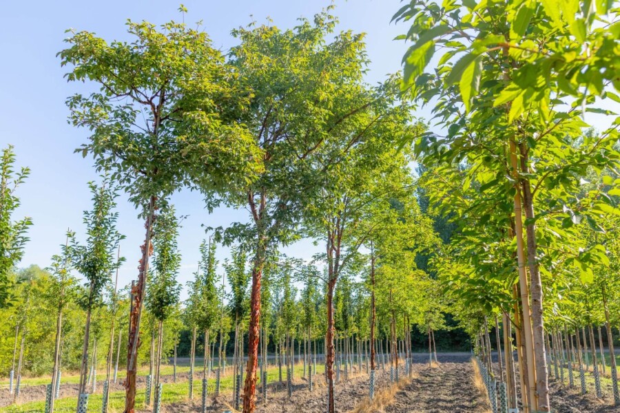 Acer griseum HO 10/12 P/K Acer griseum Hochstamm 10/12