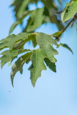 Acer griseum hochstamm 10/12