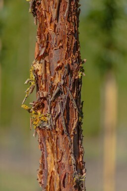 Acer griseum hochstamm 10/12