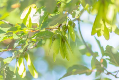 Acer griseum hochstamm 10/12