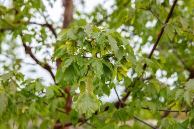 Acer griseum hochstamm 10/12