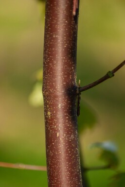 Acer griseum mehrstämmig 200-250