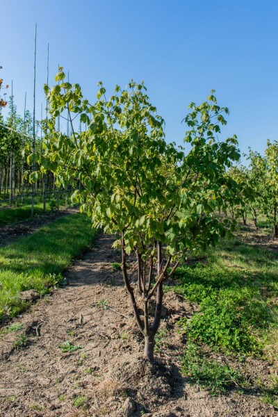 Acer griseum mehrstämmig