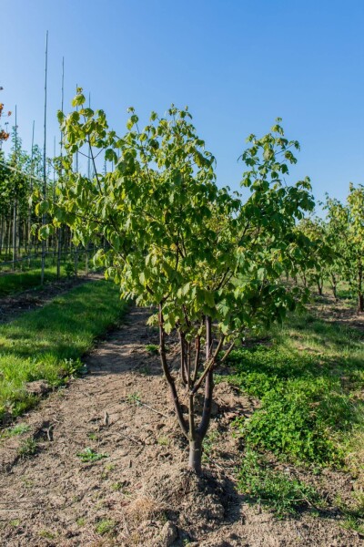 Acer griseum Mehrstämmig Acer griseum Mehrstämmig