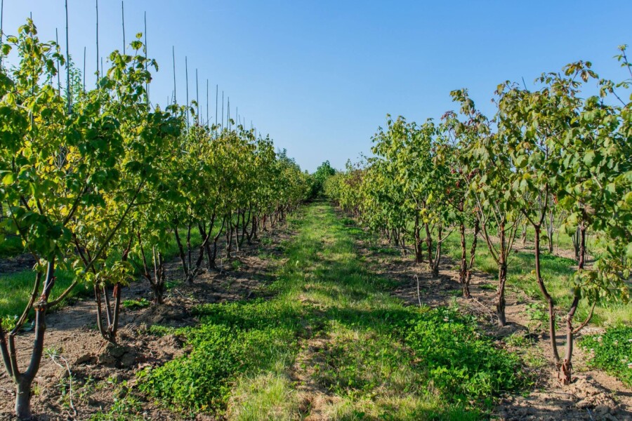 Acer griseum ME 200-250 P/K Acer griseum Mehrstämmig 200-250