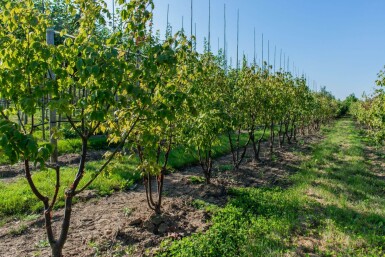 Acer griseum mehrstämmig 200-250