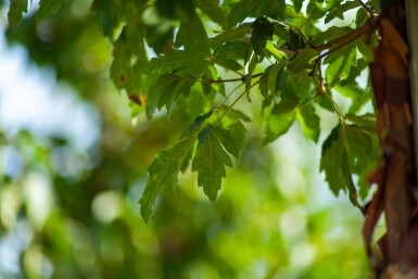 Acer griseum mehrstämmig 200-250