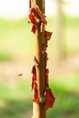 Acer griseum mehrstämmig 200-250