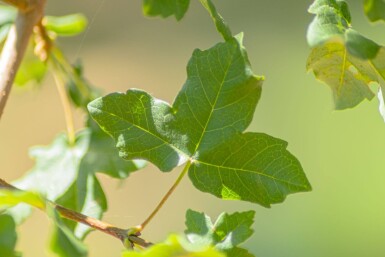 Acer monspessulanum