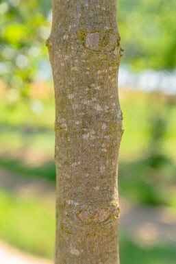 Acer monspessulanum