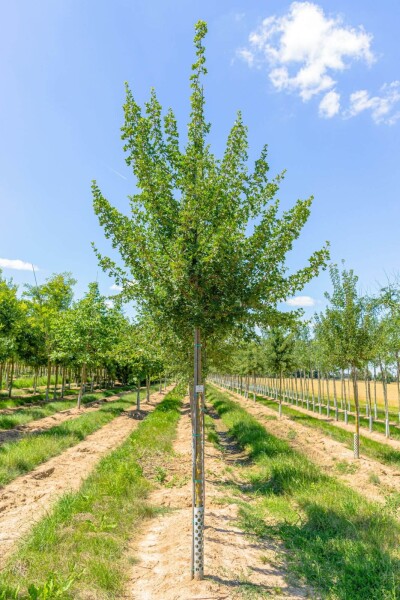 Acer monspessulanum hoogstam