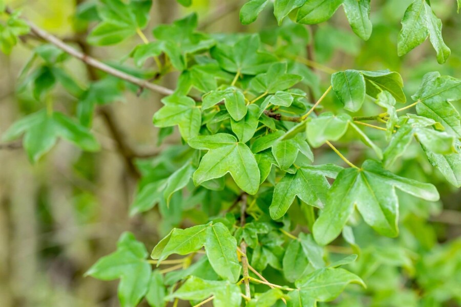 Acer monspessulanum ME 200-250 P/K Acer monspessulanum Mehrstämmig 200-250