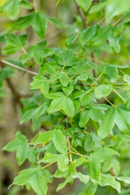 Acer monspessulanum mehrstämmig 200-250