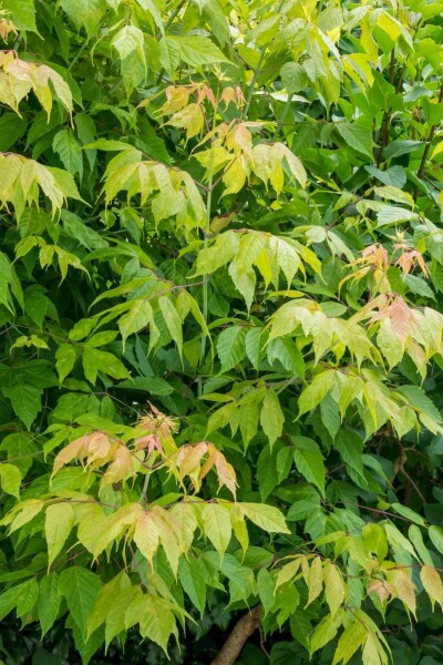 Acer negundo meerstammig Acer negundo meerstammig