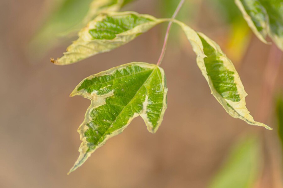 Acer negundo 'Flamingo' Acer negundo 'Flamingo'