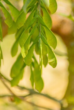 Acer negundo 'Flamingo' Acer negundo 'Flamingo'