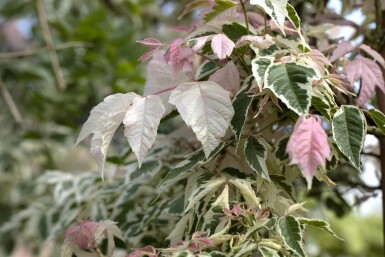 Acer negundo 'Flamingo' HO 10/12 P/K Acer negundo 'Flamingo' Hochstamm 10/12 cm