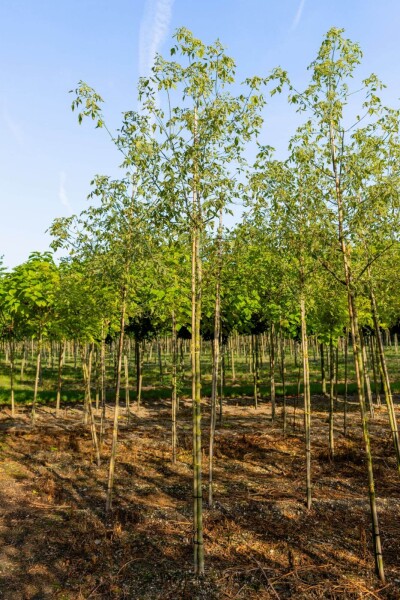 Acer negundo 'Flamingo' Hochstamm Acer negundo 'Flamingo' Hochstamm