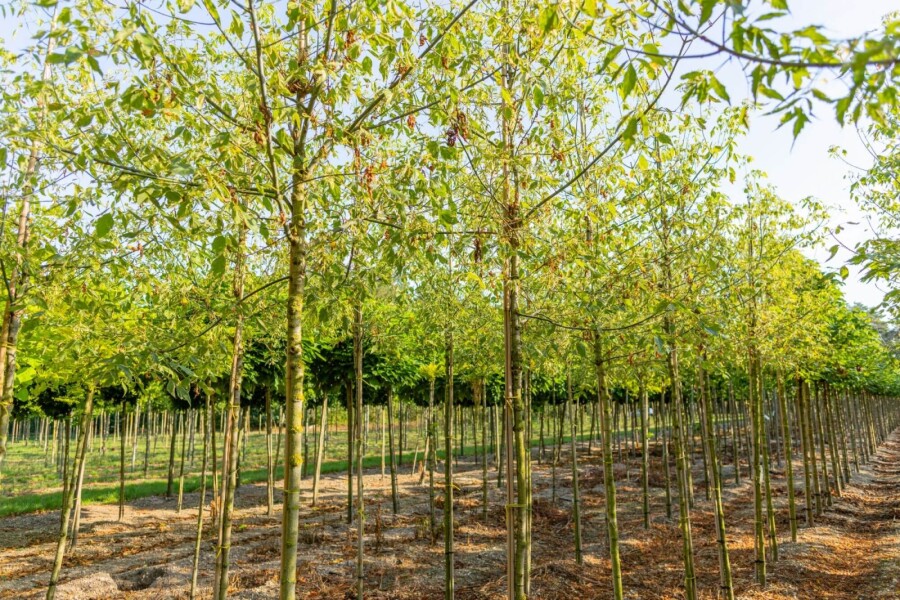 Acer negundo 'Flamingo' HO 10/12 P/K Acer negundo 'Flamingo' Hochstamm 10/12 cm