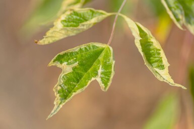 Acer negundo 'Flamingo' HO 10/12 P/K Acer negundo 'Flamingo' Hochstamm 10/12 cm