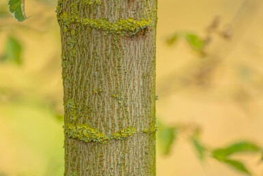 Acer negundo 'Flamingo' hochstamm 10/12 cm