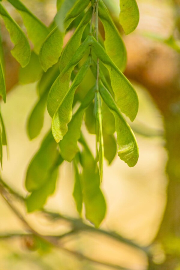 Acer negundo 'Flamingo' HO 10/12 P/K Acer negundo 'Flamingo' Hochstamm 10/12 cm