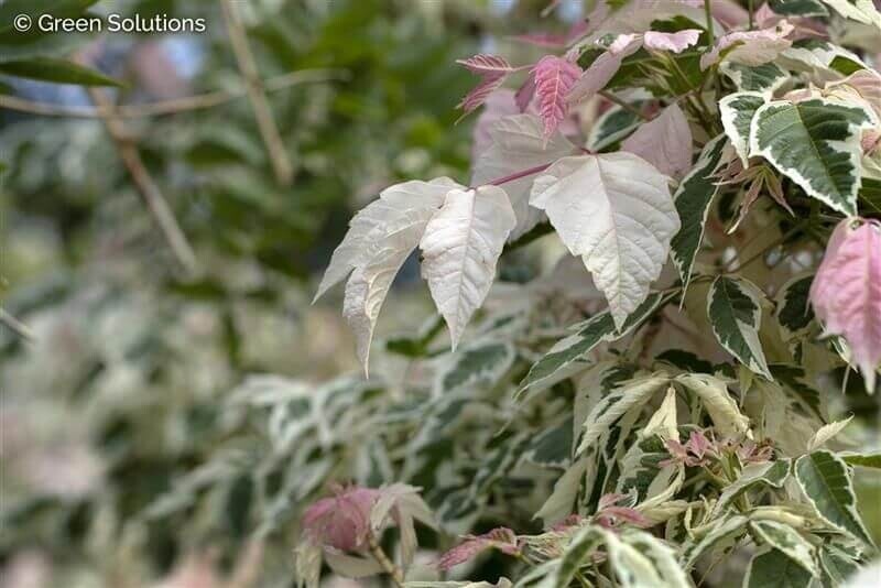 Acer negundo 'Flamingo' HO 10/12 P/K Acer negundo 'Flamingo' Hochstamm 10/12 cm