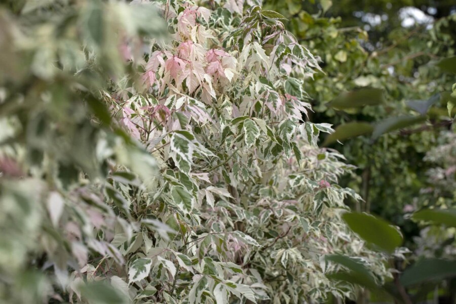 Acer negundo 'Flamingo' HO 10/12 P/K Acer negundo 'Flamingo' Hochstamm 10/12 cm