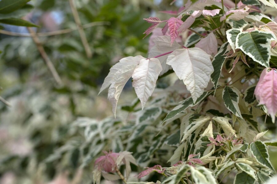 Acer negundo 'Flamingo' HO 10/12 P/K Acer negundo 'Flamingo' Hochstamm 10/12 cm