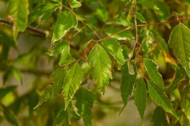 Acer negundo 'Variegatum'