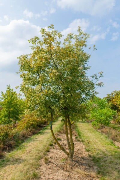 Acer negundo 'Variegatum' Acer negundo 'Variegatum'