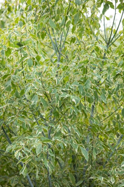 Acer negundo 'Variegatum' Hochstamm Acer negundo 'Variegatum' Hochstamm