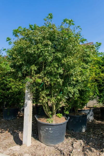 Acer palmatum mehrstämmig