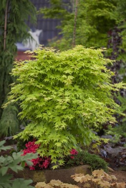 Acer palmatum mehrstämmig 200-250