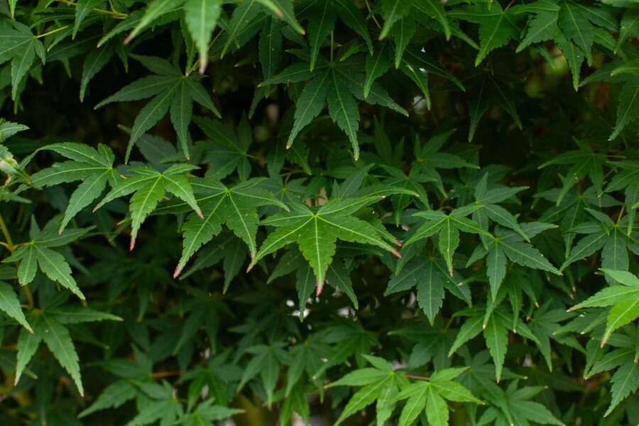 Acer palmatum ME 200-250 P/K Acer palmatum Mehrstämmig 200-250