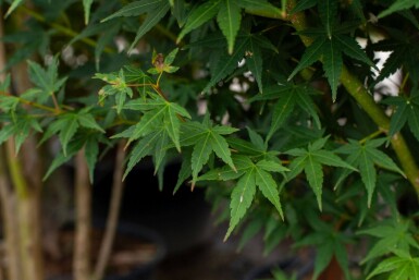 Acer palmatum mehrstämmig 200-250