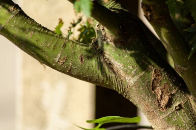 Acer palmatum mehrstämmig 200-250