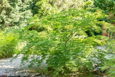 Acer palmatum mehrstämmig 200-250