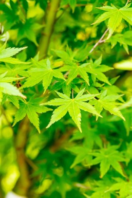 Acer palmatum mehrstämmig 200-250