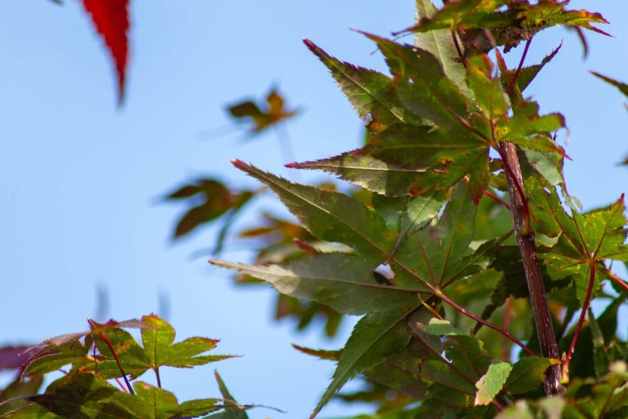 Acer p. 'Atropurpureum' ME200-250 P/K Acer palmatum 'Atropurpureum' Mehrstämmig 200-250