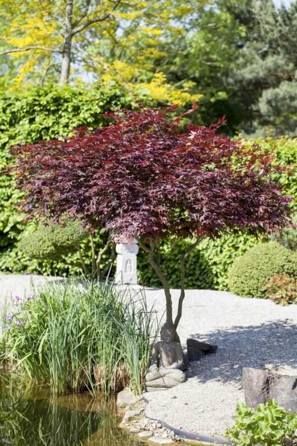 Acer p. 'Atropurpureum' ME200-250 P/K Acer palmatum 'Atropurpureum' Mehrstämmig 200-250