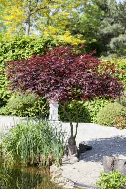 Acer p. 'Atropurpureum' ME200-250 P/K Acer palmatum 'Atropurpureum' Mehrstämmig 200-250