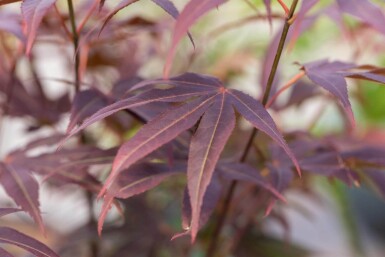 Acer palmatum 'Atropurpureum' mehrstämmig 200-250