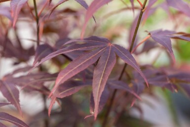 Acer p. 'Atropurpureum' ME200-250 P/K Acer palmatum 'Atropurpureum' Mehrstämmig 200-250