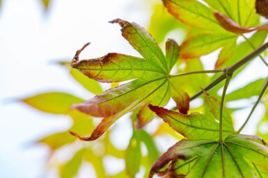 Acer p. 'Atropurpureum' ME200-250 P/K Acer palmatum 'Atropurpureum' Mehrstämmig 200-250