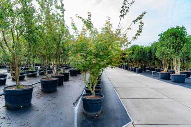 Acer palmatum 'Atropurpureum' mehrstämmig 200-250