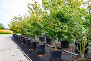 Acer p. 'Atropurpureum' ME200-250 P/K Acer palmatum 'Atropurpureum' Mehrstämmig 200-250