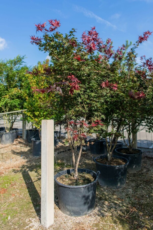Acer p. 'Atropurpureum' ME200-250 P/K Acer palmatum 'Atropurpureum' Mehrstämmig 200-250