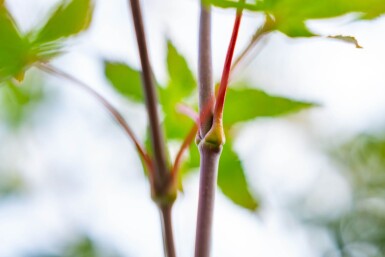 Acer p. 'Atropurpureum' ME200-250 P/K Acer palmatum 'Atropurpureum' Mehrstämmig 200-250