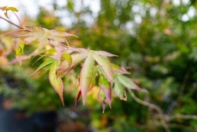 Acer p. 'Atropurpureum' ME200-250 P/K Acer palmatum 'Atropurpureum' Mehrstämmig 200-250